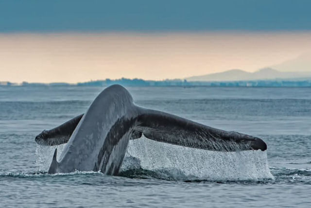 A baleia azul pode pesar até 150 mil kg e tem o maior pênis do reino animal