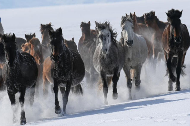 Cavalos retornam às pastagens frescas com a chegada da primavera na região do extremo oeste da China