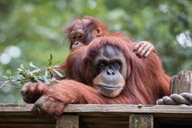 Vocabulários do orangotango são moldados pela socialização com os outros, assim como os humanos