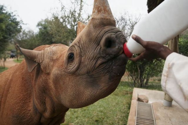 Apollo, o rinoceronte brincalhão completou 3 anos no santuário
