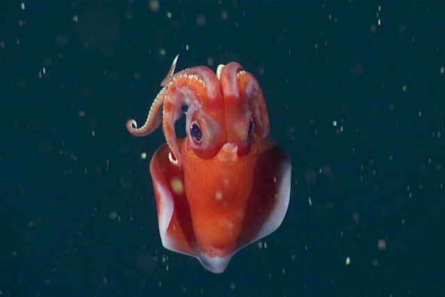 Esta lula do mar profundo tem oito braços como um polvo