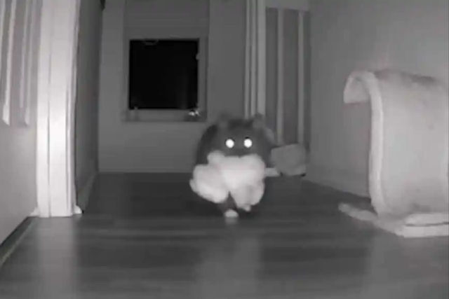Mulher usa câmera oculta para flagrar seu gato roubando brinquedos do quarto de sua filha