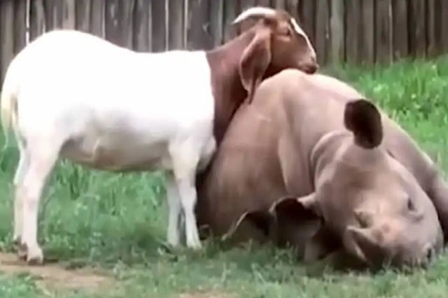 Rinoceronte e cabrito resgatados se tornam melhores amigos