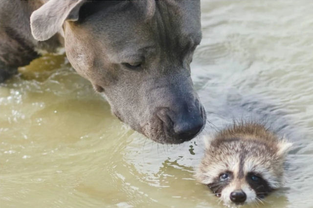 Mãe pitbull dedicada ensina um bebê guaxinim a sobreviver na natureza