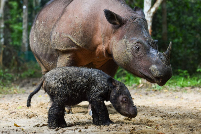 Filhote de rinoceronte-de-sumatra muito raro nasceu na Indonésia