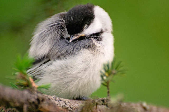 Como os pássaros se equilibram nos galhos das árvores enquanto dormem?