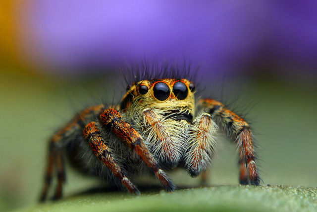 Cientistas identificam 50.000 espécies de aranhas na Terra, mas milhares estão esperando para serem descobertas