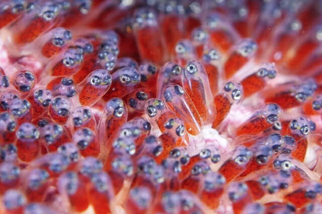 Imagens fascinantes mostram filhotes de peixe-palhaço nascendo