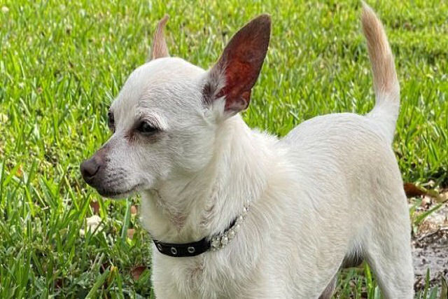 TobyKeith, um Chihuahua de 21 anos, é oficialmente o cão mais velho do mundo