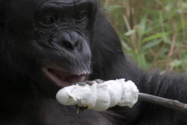 O incrvel bonobo que aprendeu a acender fogo e tostar marshmallows