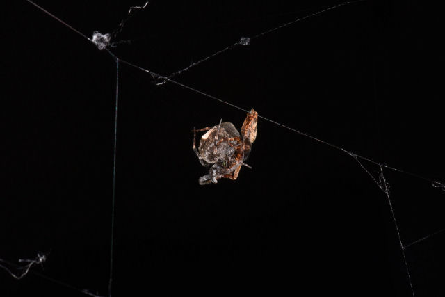 Esta aranha macho se catapulta no ar para evitar o canibalismo sexual