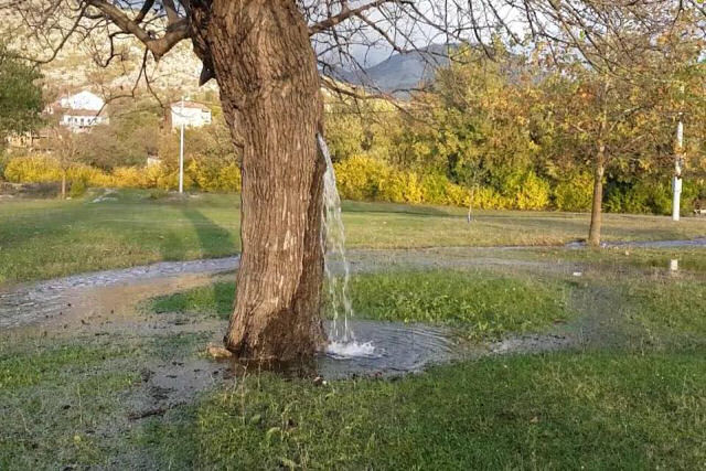 A curiosa árvore que jorra água todos os anos em Montenegro