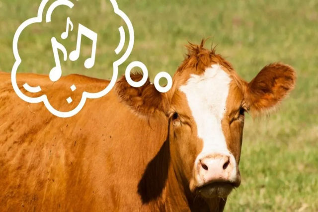 As vacas realmente gostam de música?