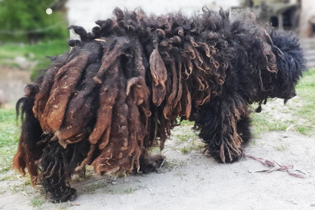 Cão abandonado passa por transformação que muda sua vida, com 5 quilos de pelo emaranhado raspado
