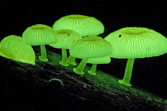 O segredo por trás do brilho mágico dos cogumelos bioluminescentes