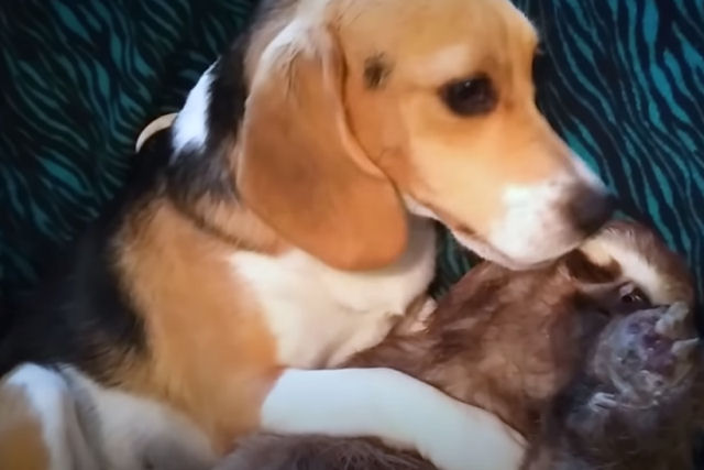 Preguiça resgatada se torna a melhor amiga de um Beagle