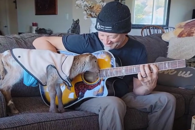 Cordeiro resgatado adora tocar violão com seu humano