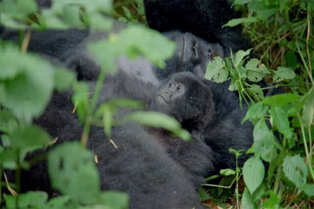 Gorila-de-costas-prateadas da montanha é o 'Pai do Ano'