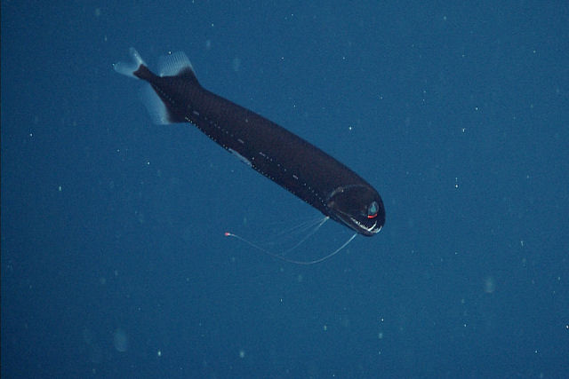 Raramente visto peixe-dragão em forma de torpedo foi avistado na costa da Califórnia