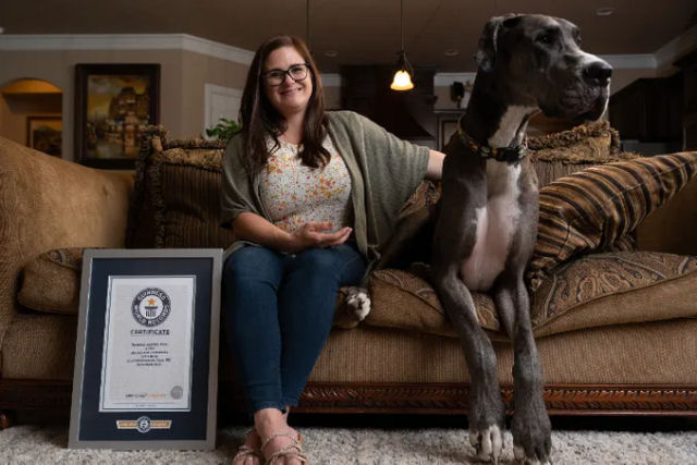 Zeus, o Dogue Alemão que é considerado o cão mais alto do mundo pelo Guinness