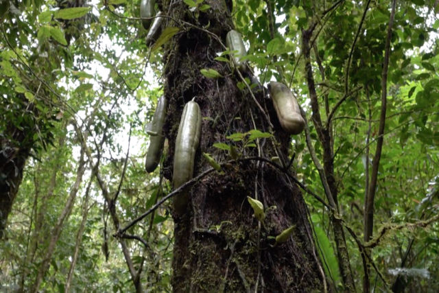 Como as antgas ajudam a uma rara árvore a prosperar na Costa Rica
