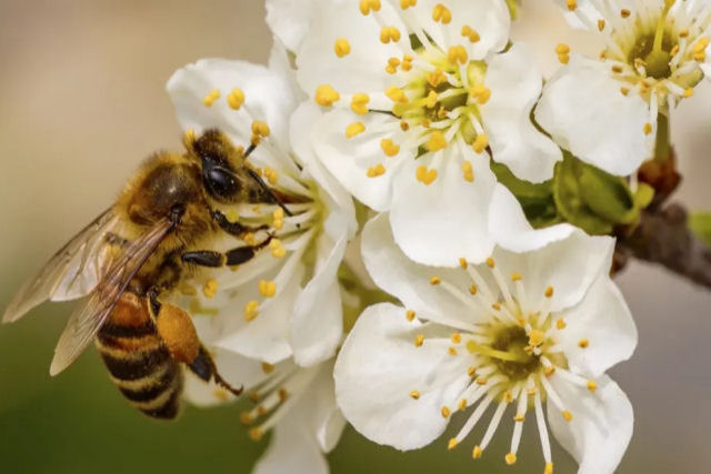 As abelhas podem distinguir entre números ímpares e pares