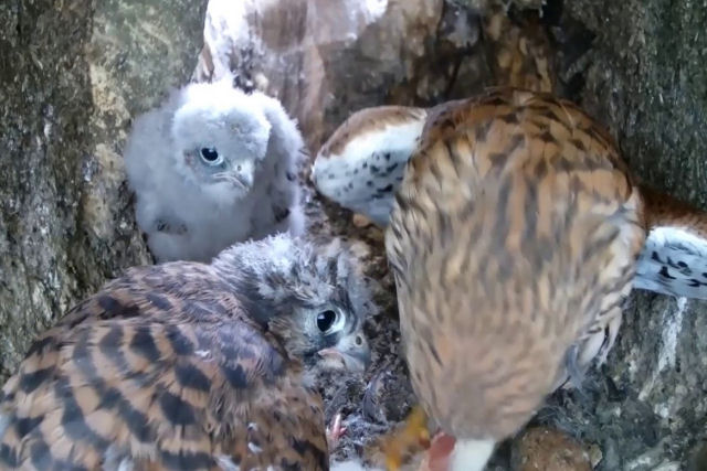 Pai falcão intensifica os cuidados com os filhotes depois que a companheira morreu