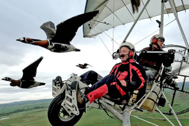 Tom Scott voa com gansos-selvagens em um ultraleve