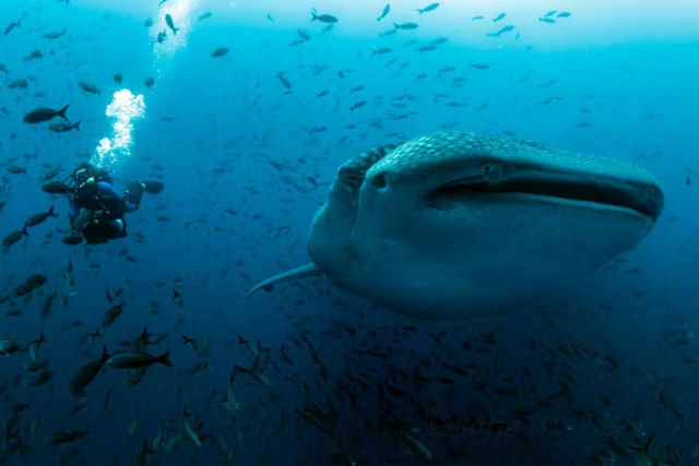 Navios de carga estão matando tubarões-baleia