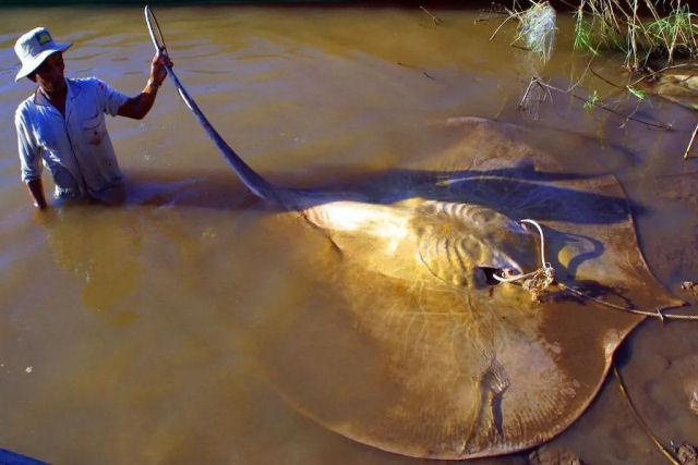 Cientistas liberam rara arraia-gigante capturada por um pescador cambojano