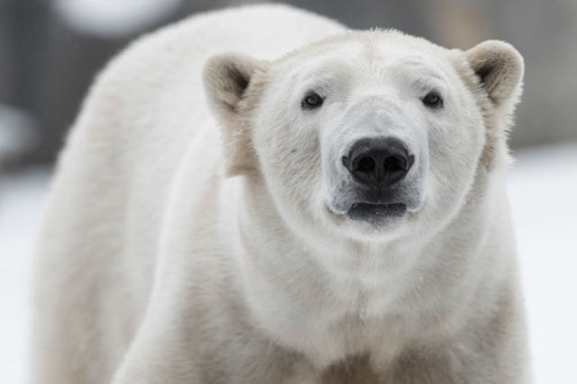 Explore a Capital Mundial do Urso Polar
