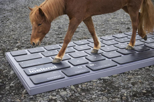 Cavalos ajudam a responder e-mails para turistas possam se desconectar e curtir as férias