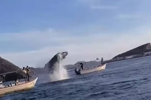 Baleia salta e cai em cima de lancha no México