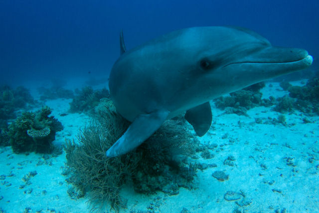 Golfinhos podem usar coral e esponjas como itens de cuidados com a pele