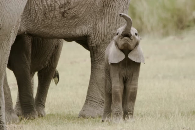 Como os bebês elefantes são criados?