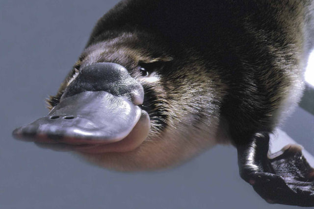 Além de todas as outras esquisitices o ornitorrinco não tem estômago