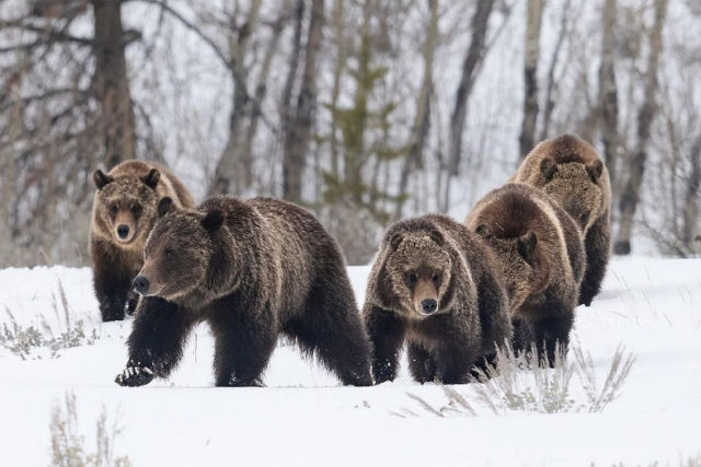 Grizzly 399: a ursa mais famosa do mundo