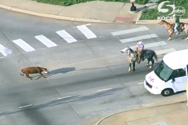 Cowboys laçam uma vaca solta em uma estrada movimentada