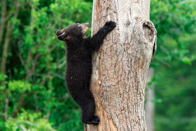 Filhotes de urso-negro aprendem a subir em árvores (mais ou menos)