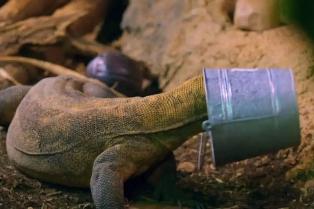 Os mortais dragões-de-Komodo também são brincalhões