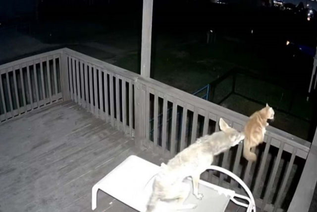 Coiote versus Gato: felino feroz escapa por pouco de seu confronto com inimigo