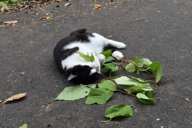 Quando os gatos mastigam erva-de-gato, funciona como um repelente de insetos
