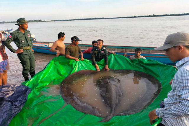 Capturam o maior peixe de água doce já registrado no Camboja