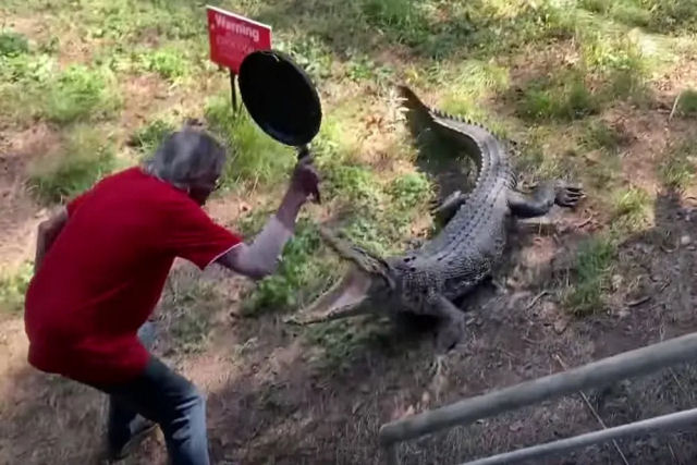 Australiano maluco bate em seu crocodilo com uma frigideira