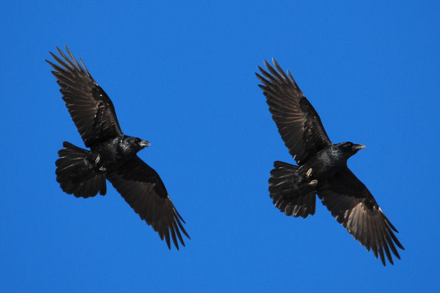 Um casal de corvos é realmente monogâmico por toda a vida?