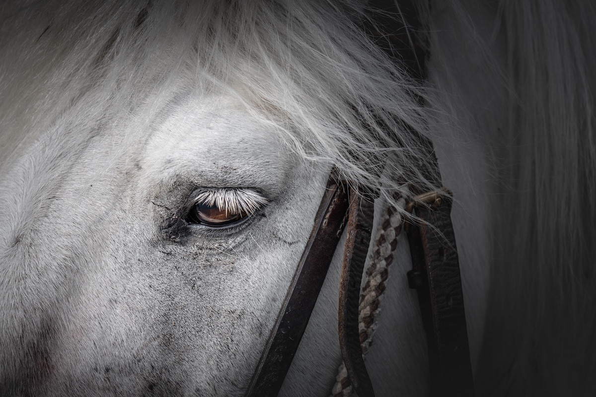 Fotos mostram a beleza majestosa dos cavalos de Camargue no sul da França