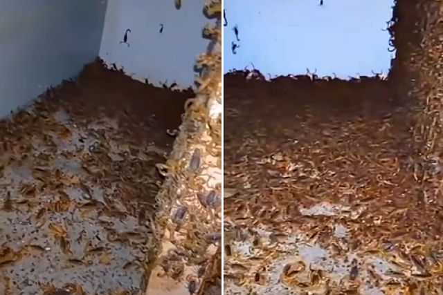 Esta casa invadida por escorpiões no Brasil é um pesadelo feito realidade