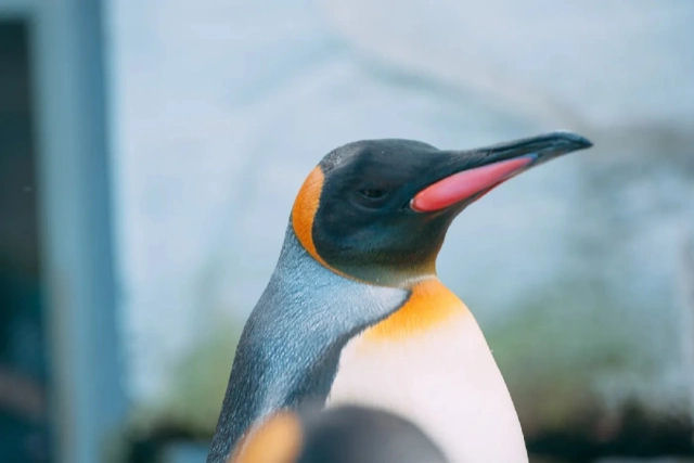 Pinguins enjoados se recusam a comer peixe barato após aquário cortar custos para combater a inflação