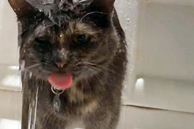 A atividade favorita desta gata é tomar banho com sua humana