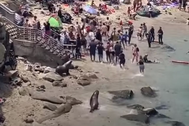 Banhistas fogem de leões-marinhos em vídeo viral